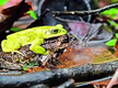 
Frogwatch team documents courtship of common toads
