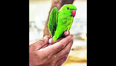 Seven rose-ringed parakeets rescued