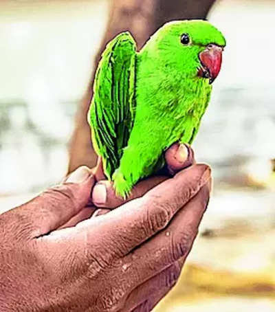World Parrot Day: All You Need To Know About Parakeets! - Wildlife SOS