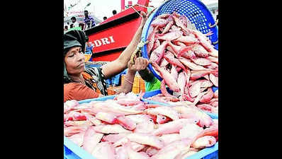 Gujarat leads in marine fish production in India: Govt