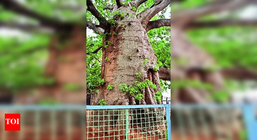 Savanur’s Ancient Baobab, One Of The Trio, Falls Down Due To Termites ...