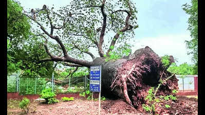 Savanur’s ancient baobab, one of the trio, falls down due to termites, weather