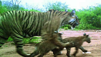 Rajasthan: 2 cubs born, Sariska tiger count hits a high of 30 in 3 decades