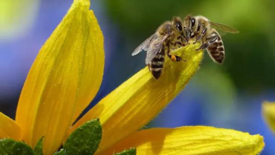 Warmer springs are causing bees to wake up earlier: Study
