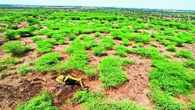 Maharashtra: Marathwada agri university makes over 1,000 acres of unused land cultivable
