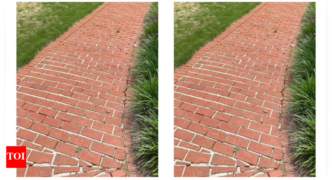 Optical Illusion: Can you find a turtle in under 5 seconds? - Times of ...