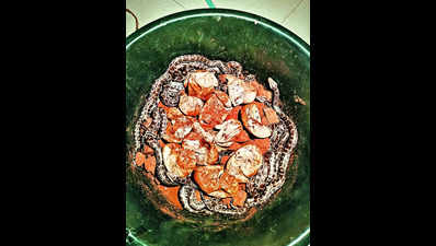Python and 12 hatchlings rescued in Kolhapur, released in the wild later