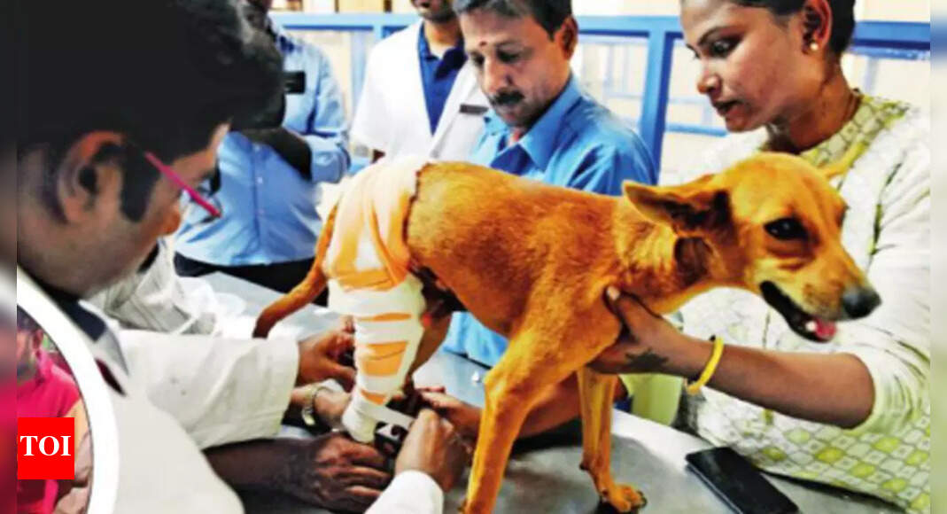 Too few & poorly equipped, Greater Chennai Corporation pet clinics cry