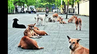 In two days, 18 bitten by stray dog in Chatra