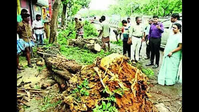 20 trees uprooted by heavy rain in city