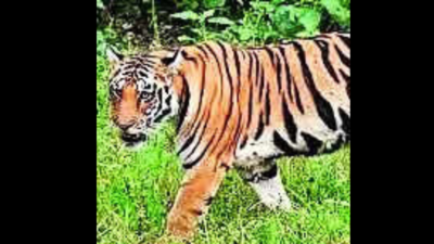 Tiger found loitering near Valmikinagar rly station