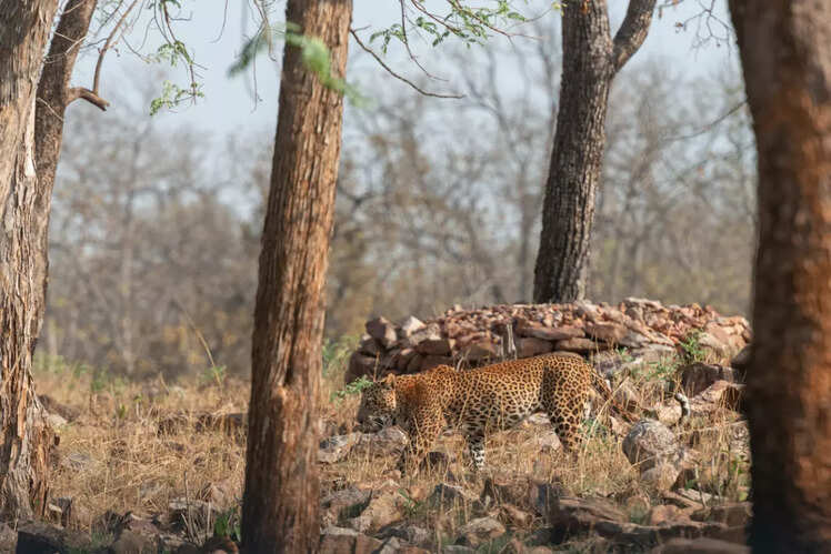 Tadoba Andhari Tiger Reserve, Maharashtra