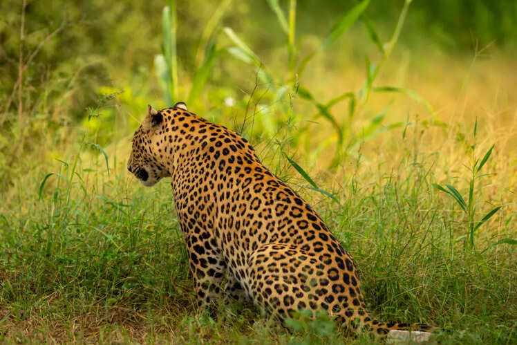 Satpura National Park, Madhya Pradesh