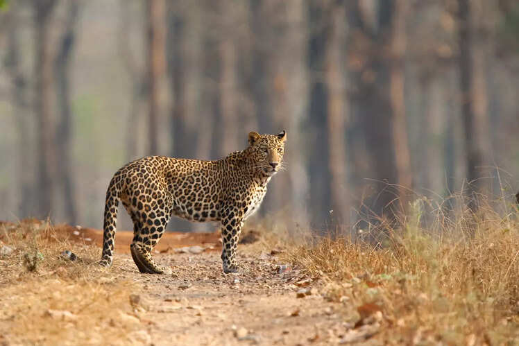 Nagarhole National Park, Karnataka
