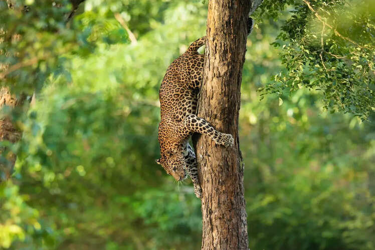 Kabini Wildlife Sanctuary, Karnataka