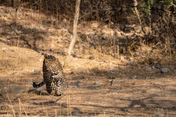 Jhalana, Rajasthan