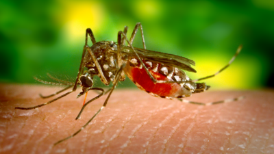 Dengue symptoms: 136 dengue cases reported in Delhi; learn about warning signs of infection