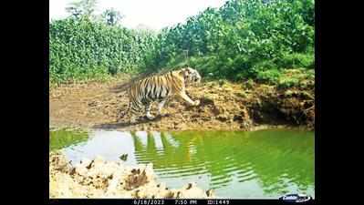 One tigress heading towards Kanha, second makes Nagzira home