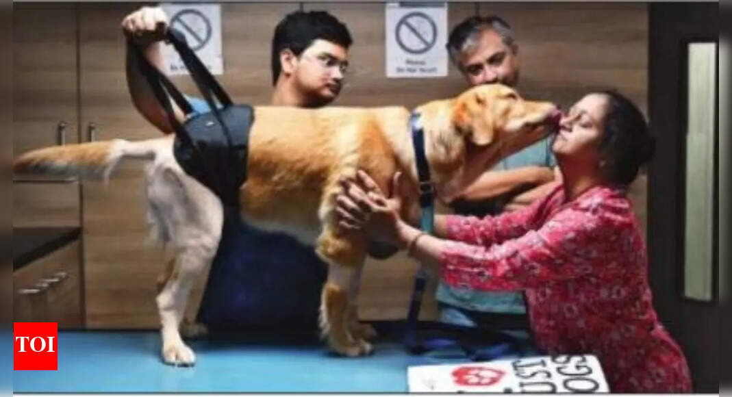 2 dogs running & kicking after rare hip replacement surgery | India News - Vimarsana News