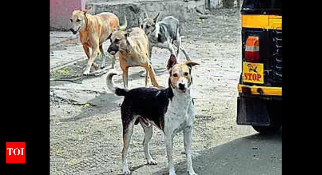 Toddler mauled to death by stray dog | Rajkot News - Vimarsana News