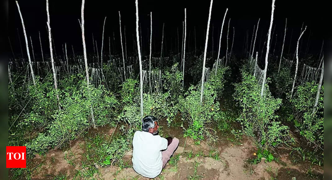 Tomato Farmers Guard The Field Round The Clock | Coimbatore News - Vimarsana News