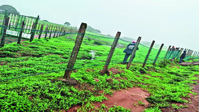 Temp fence at Kas plateau to save flower buds