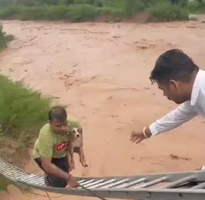 Watch: Man risks his life to save a puppy in raging waters - Times of India