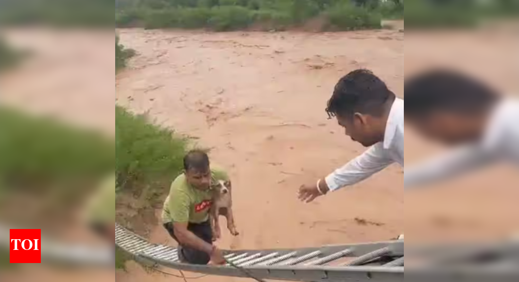 Watch: Man risks his life to save a puppy in raging waters - Times of India