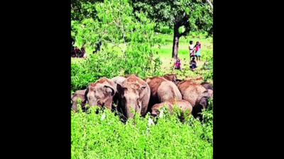 Lone elephant kills mom of 3, destroys house in Sundargarh