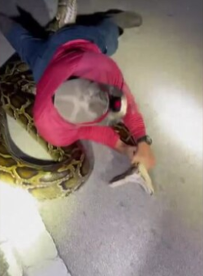 Florida man fights with massive Burmese python, breaks world record