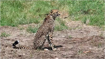 In 4 months, 8th cheetah found dead in Madhya Pradesh’s Kuno National Park