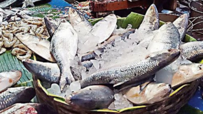 100-tonne hilsa catch in Hooghly raises hope for Kolkata retail markets