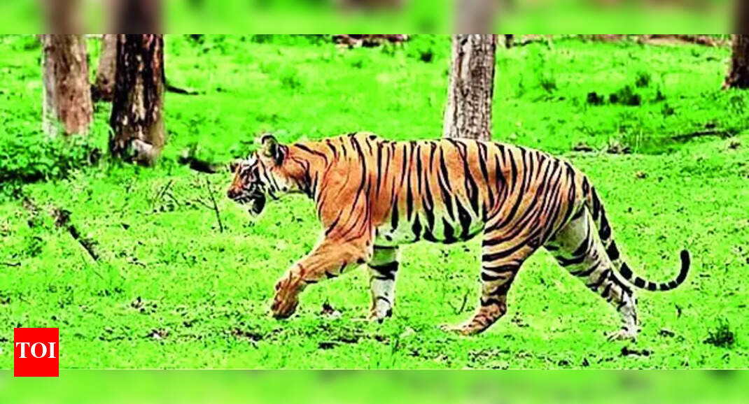 Bandipur Tiger Reserve Adjudged 2nd-best Protected Area In India ...