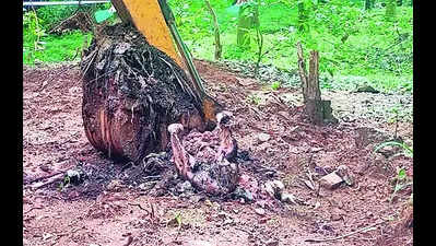 Farmer kills wild tusker, buries carcass in farm