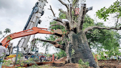Uprooted baobab tree at Savanur replanted at same spot