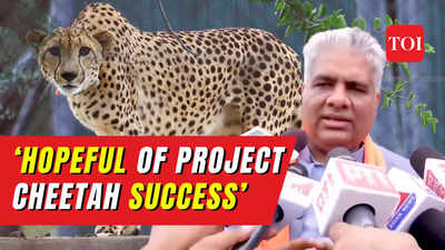 ‘Cheetahs won’t be relocated from Kuno’: Union minister Bhupender Yadav after 8th death
