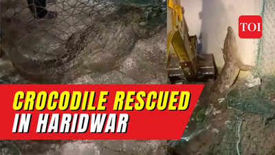 Watch: Crocodile rescued from residential areas of Haridwar