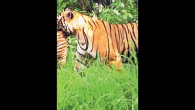It's official: Tigress Riddhi gave birth to 3 cubs in Ranthambore, says forest dept