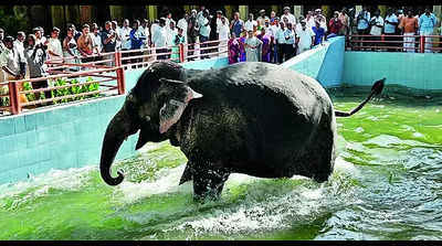 Elephant Parvathi well taken care of: PTR