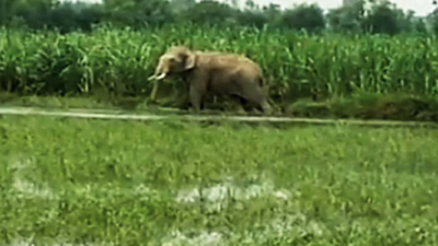 Animals stray out of tiger reserve as rivers overflow | Meerut News ...