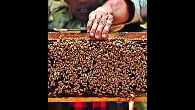 Patgaon to become first honey village in Kolhapur district