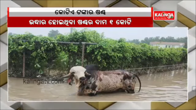 Bull worth Rs 1 Crore rescued from flood-hit Noida