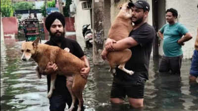 Hundreds of animals rescued during Delhi floods