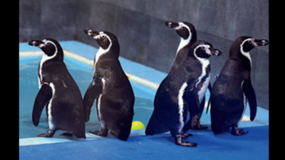 Byculla penguins to receive warm welcome in Hyd