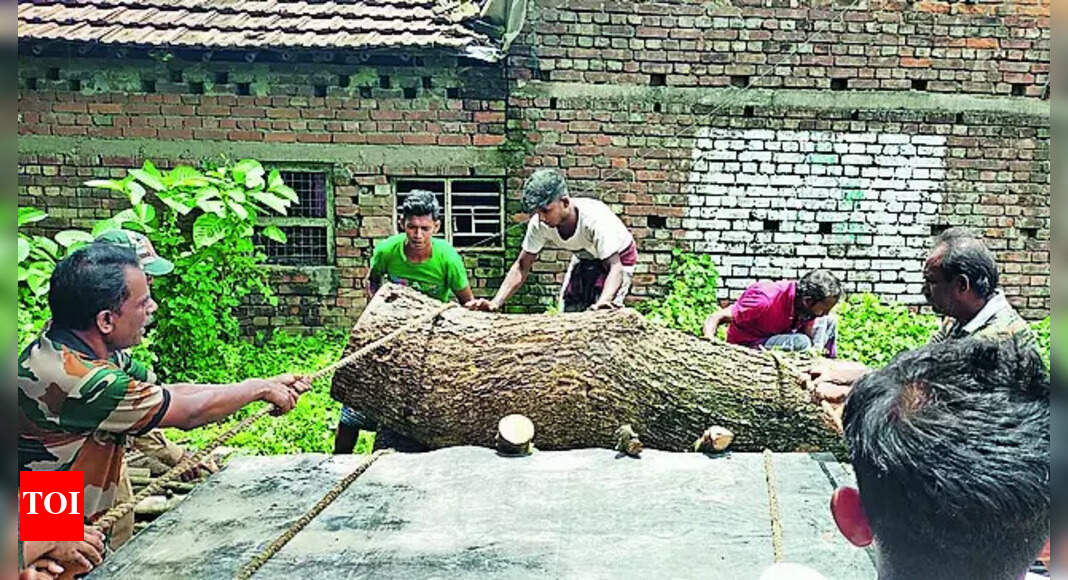Roadblock Tree Logs Seized From Bhangor Sawmill | Kolkata News - Times ...