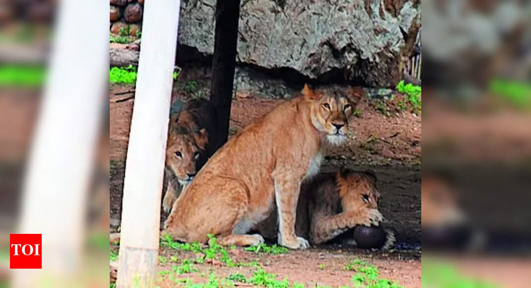 Min: Forest Dept To Strengthen Elephant, Leopard Task Forces | Mysuru News - Vimarsana News