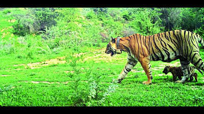 Ramgarh reserve celebrates its first litter