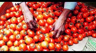 Pricey tomatoes vanishing from restaurant menus