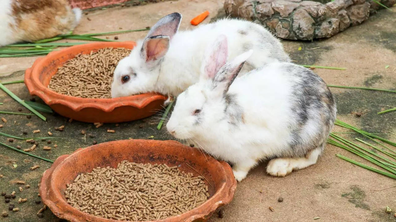 Can rabbits eat clearance dry cat food