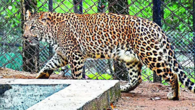 Leopard kills 50-year-old woman in Bijnor village | Meerut News - Times ...